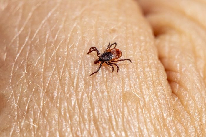 ochrona przed insektami